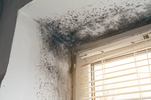 Trusted Black Mold Removal service in Oaklyn, NJ - Cheap Mold Removal